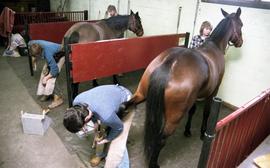C2015-0001/026(20) - Harness Horse and Ferrier Programs