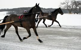 C2015-0001/026(20) - Harness Horse and Ferrier Programs