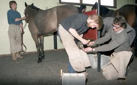 C2015-0001/026(20) - Harness Horse and Ferrier Programs