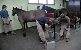 C2015-0001/026(20) - Harness Horse and Ferrier Programs