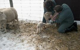 C2015-0001/026(30) - Textiles Lab, Nursing at North York General Hospital, Animal Health Technici...